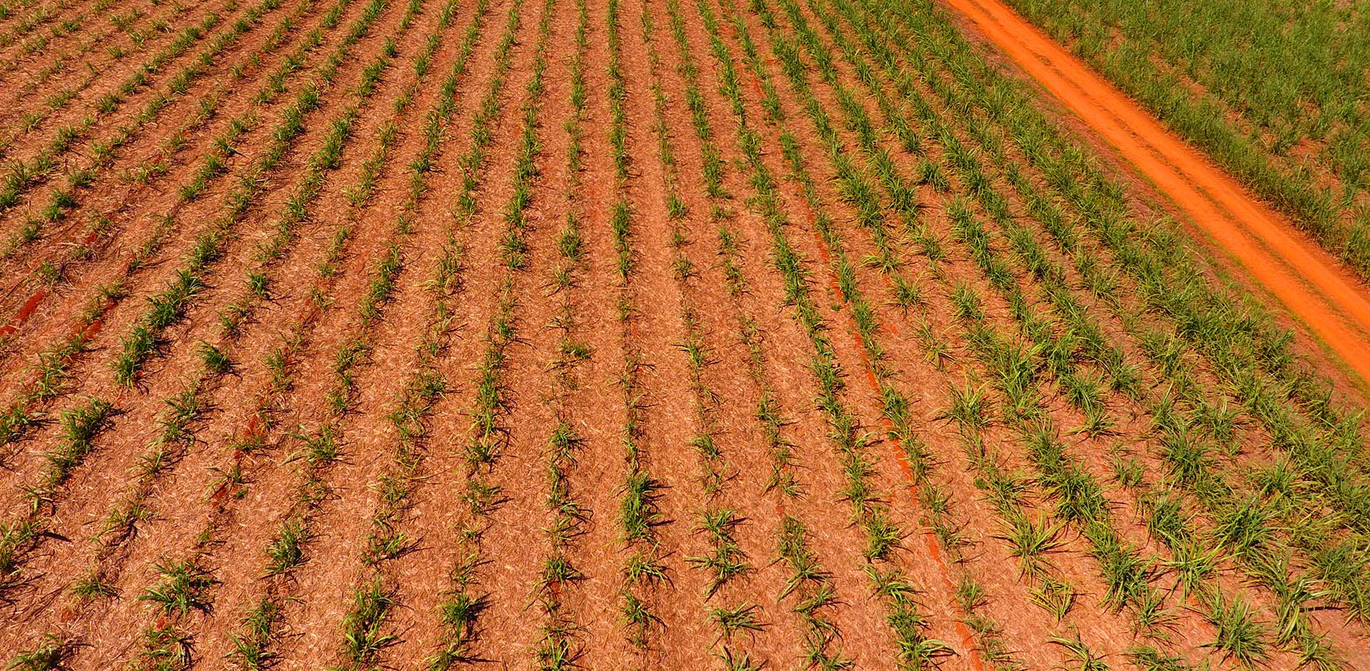 Aerial-plant-cane-red-dirt2.jpg