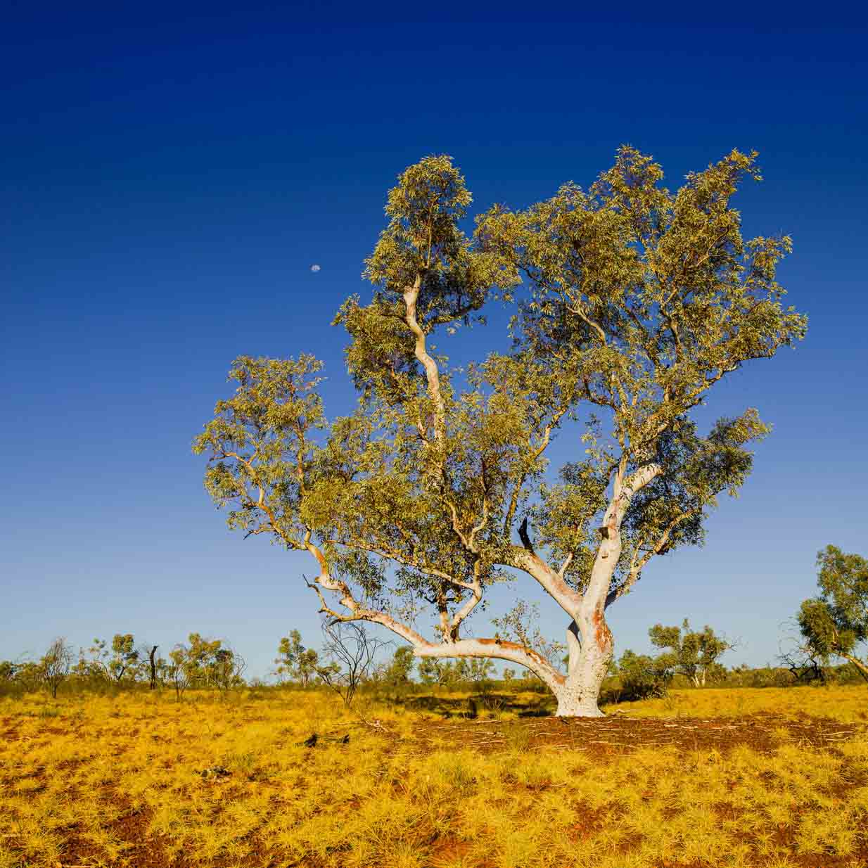 Tree in Australian landscape