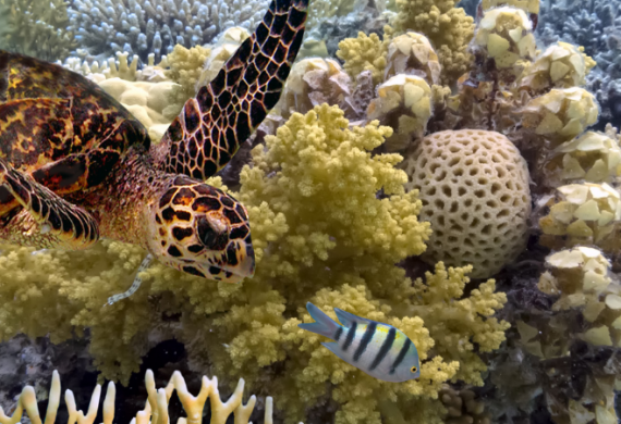 First Reef Credit Methodology Released