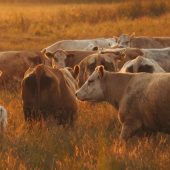 Grazing Land Management Methodology