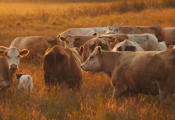 Grazing Land Management Methodology