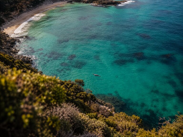 An Australian sand beach and clear turquoise water seen from a scrub-covered headland, with a seal swimming near the shore.