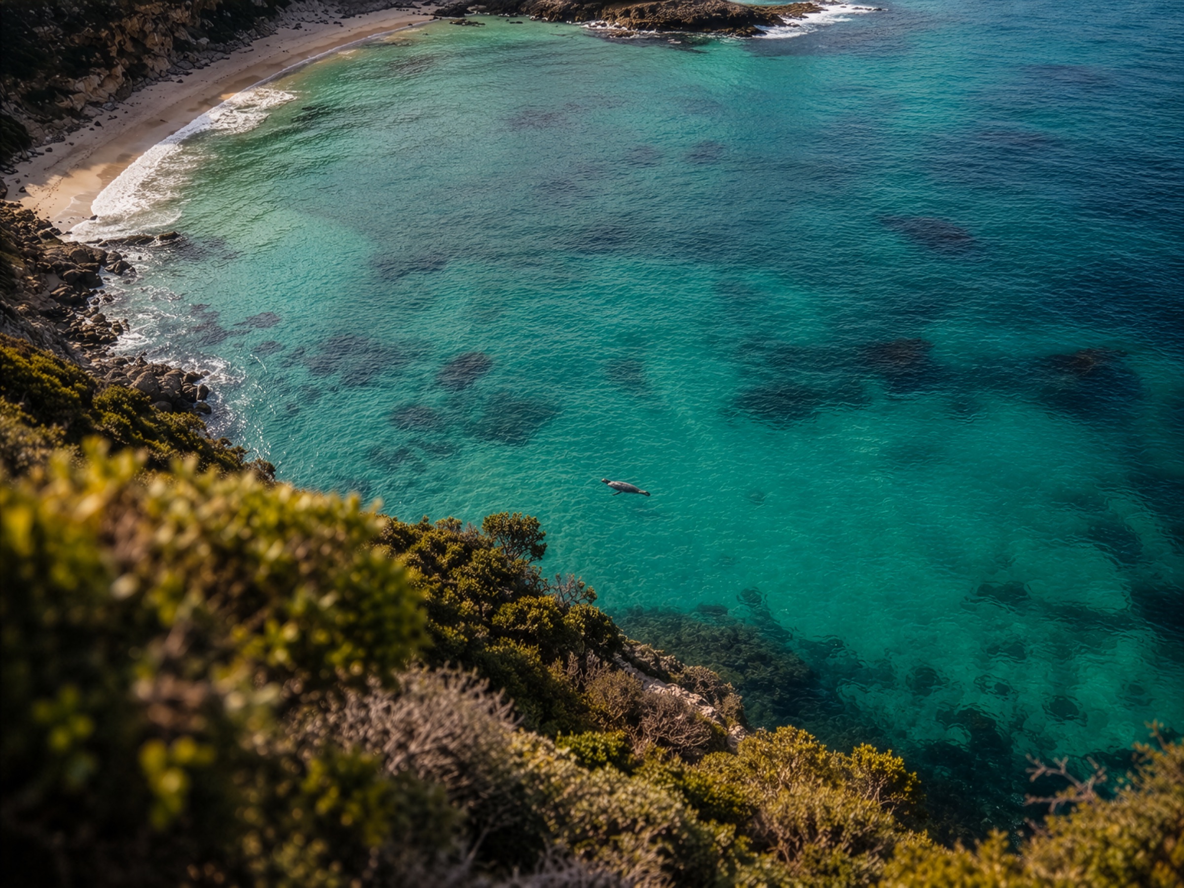 An Australian sand beach and clear turquoise water seen from a scrub-covered headland, with a seal swimming near the shore.