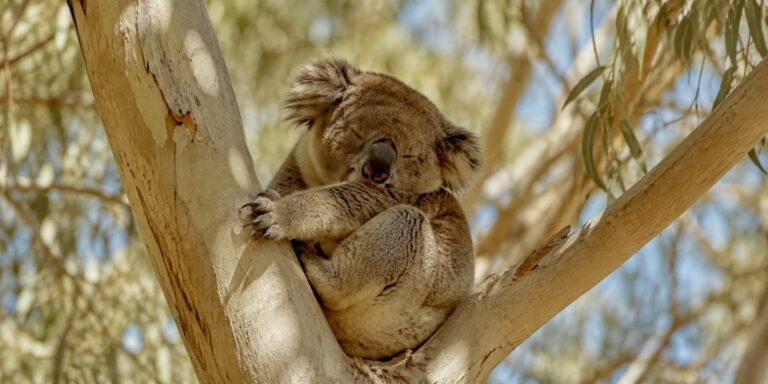 A koala resting in the fork of a eucalypt against pale bark and leaves.