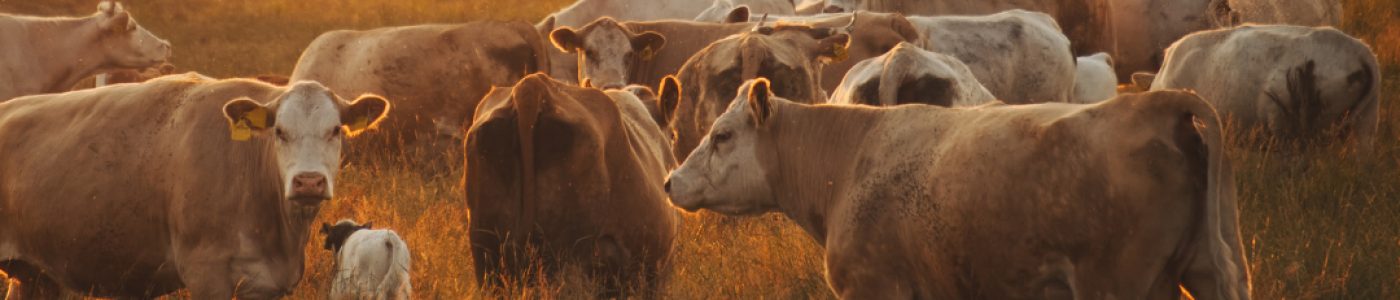 Grazing Land Management Methodology